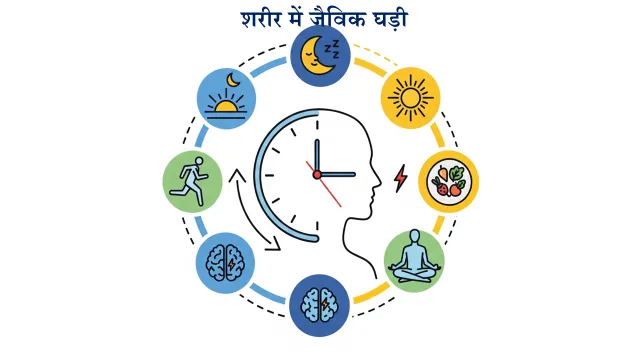 Biological Clock Importance Illustration of human biological clock showing circadian rhythm and healthy body functions